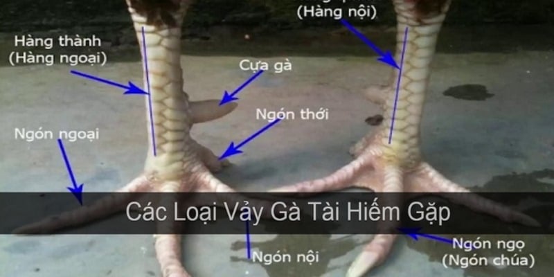 Những bước luyện tập để thành thạo cách xem vảy gà chọi