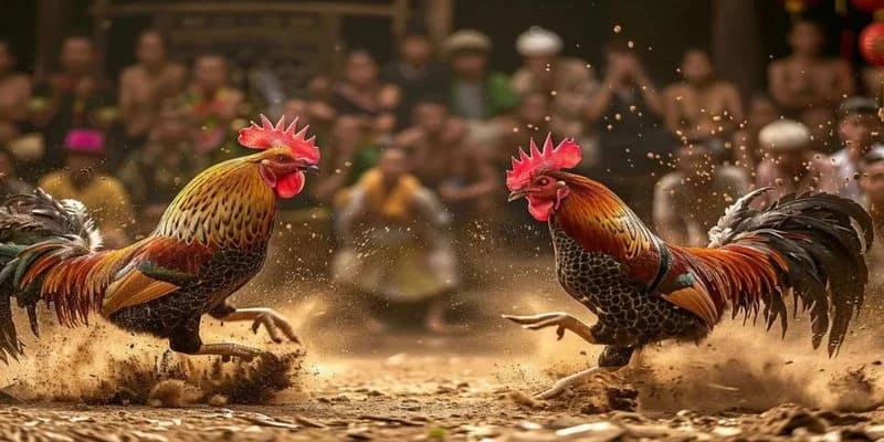 Top 5 địa chỉ đá gà trực tiếp 88 uy tín nhất hiện nay