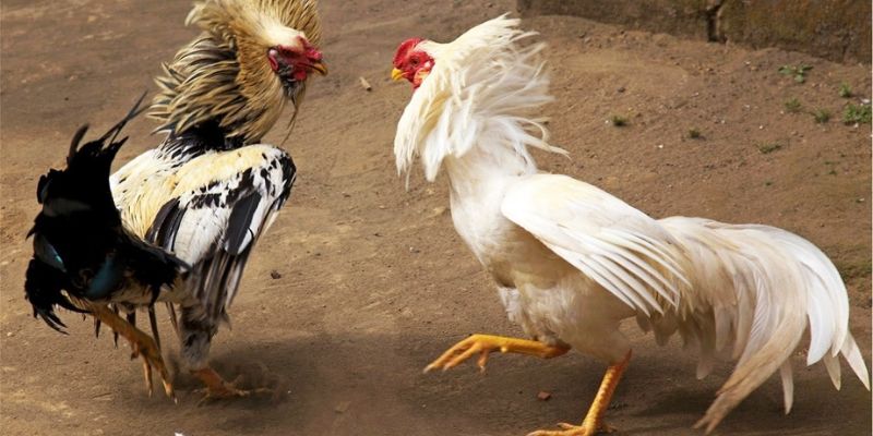 đá gà cựa sắt