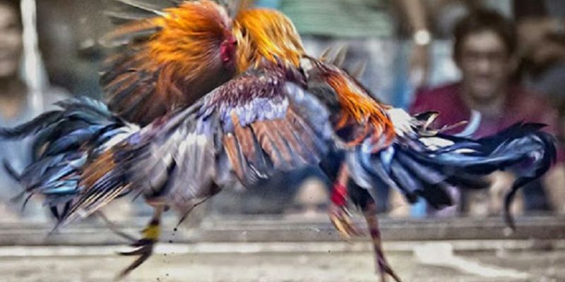 Đá gà trực tiếp 88 là gì?