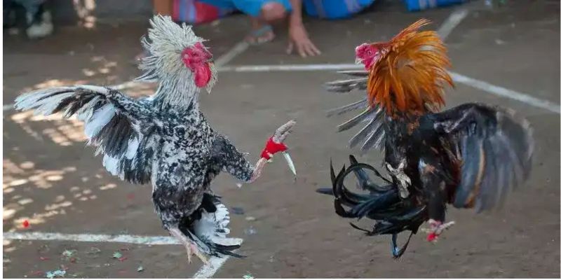 Những Tính Năng Hấp Dẫn Của Đá Gà Cựa Dao