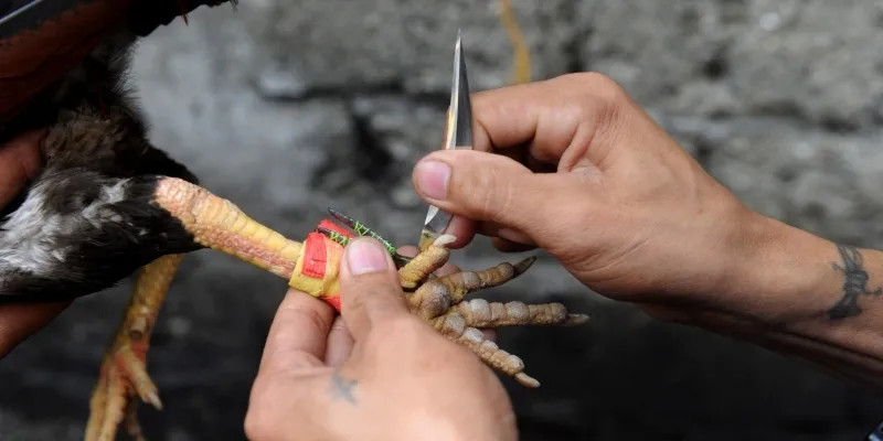 Đá Gà Cựa Dao Là Gì?