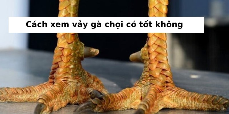 Các loại vảy gà chọi tốt và ý nghĩa của chúng